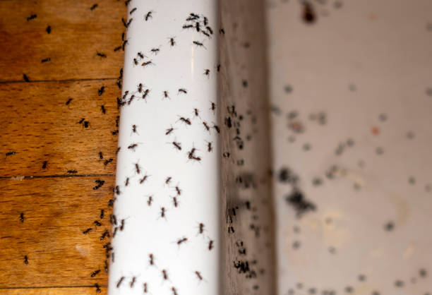 Best Wasp Removal Services  in Belpre, OH
