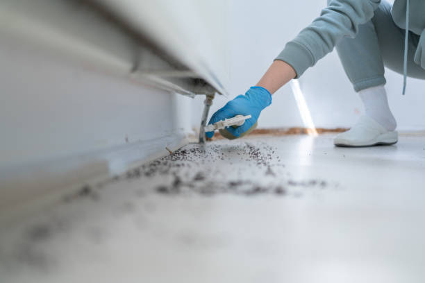 Best Insect Control  in Belpre, OH